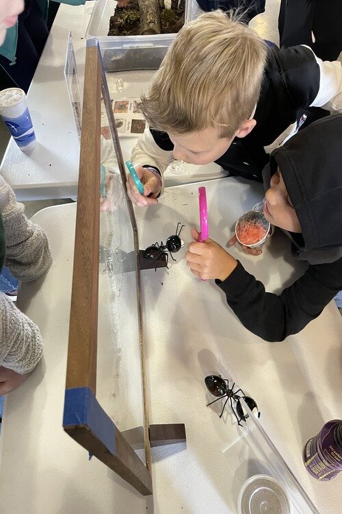 Students explore an ant farm with magnifying glasses.