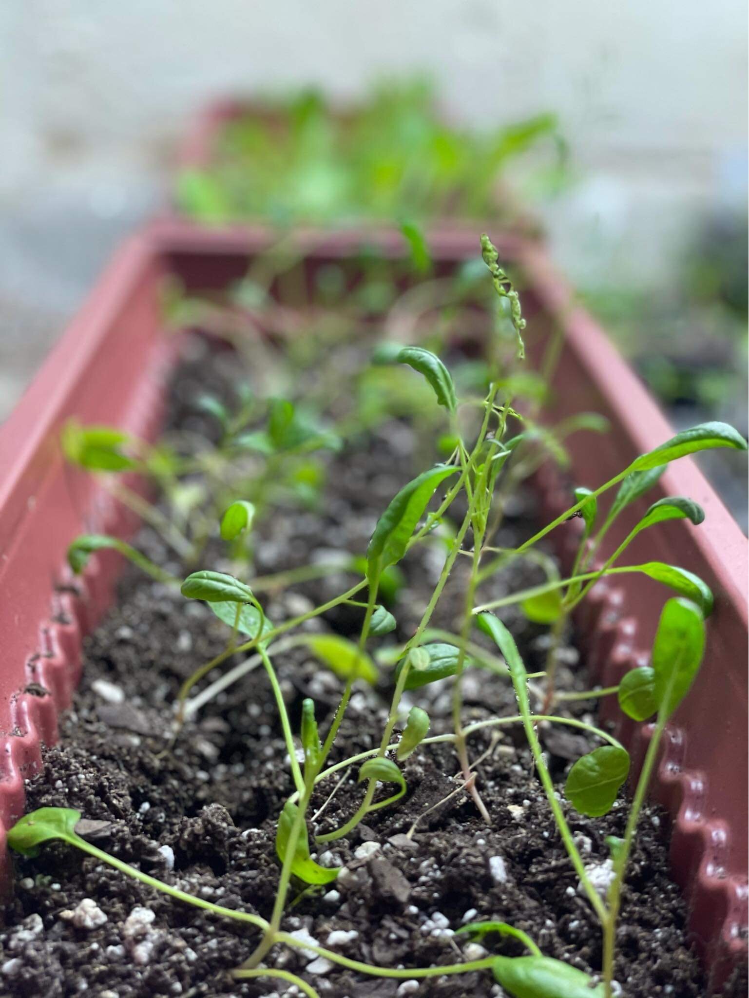 “We want to take on multiple angles, because there are so many variables to this one problem,” Raynard says. “And if we can strengthen our community network, then the possibilities to what we can do are endless,” says Raynard.