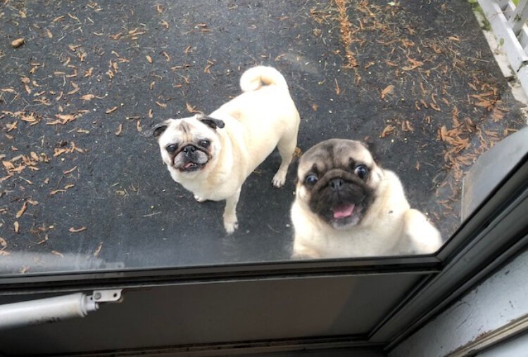 Happy dogs are eager to visit with Andrea Harrington when she checks on them.