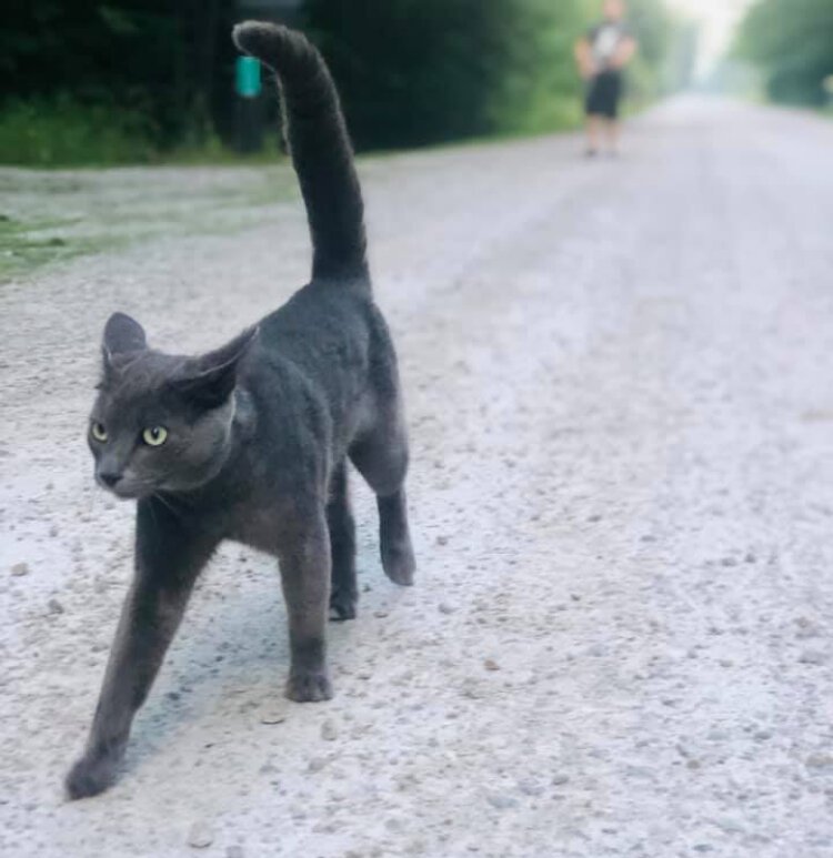 Even cats enjoy a nice walk.