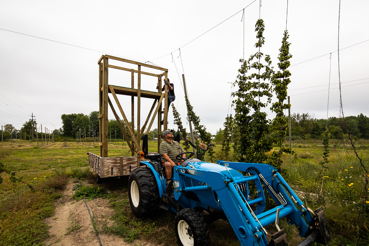 Hops are climbing plants that need to be well supported. They can grow to be 20 feet tall.