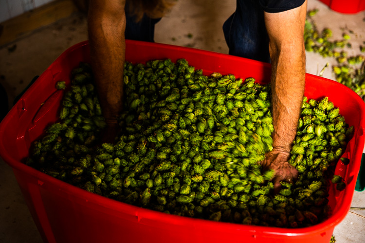 St. Clair County may not offer the ideal growing environment for hops, but Hoppily After Ever Farms appears to be off to a good start.