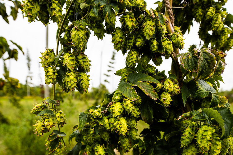 Michigan's craft beer industry could benefit from more local hop crops.