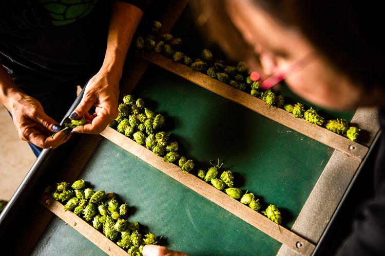 More local hops means Michigan breweries won't have to get their goods from the Pacific Northwest.