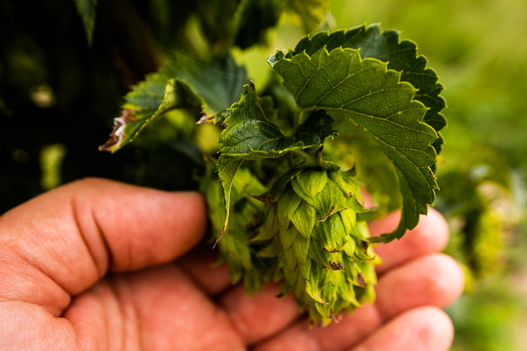 A close look at the hops.