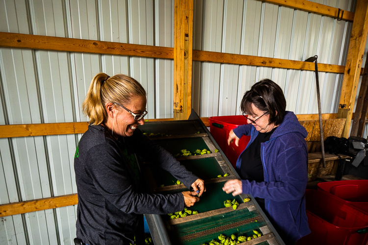Sorting through the hops.