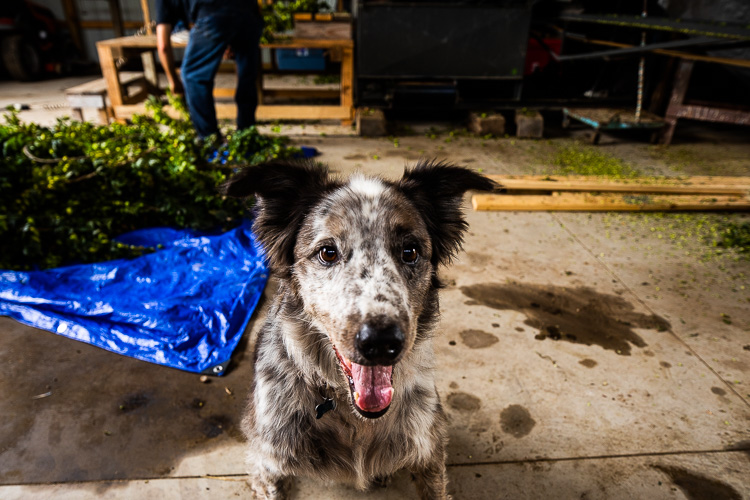 Balto is a fixture at Hoppily Ever After Farms. Find him on Instagram at #baltoslife