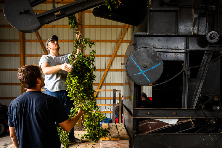 Preparing to remove the hops from their vines.