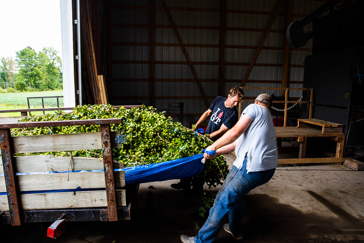 Pulling the hops into the barn.