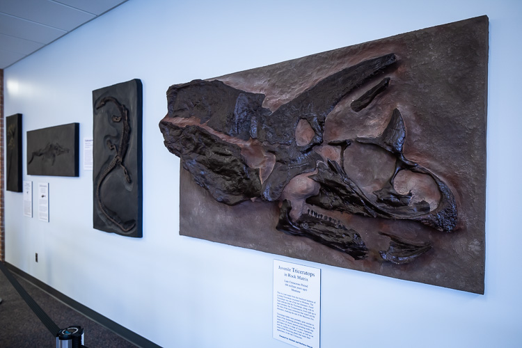 There will be many fossils to explore at the Experience Center.