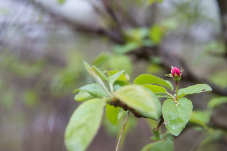 Flower buds are ready to bloom.