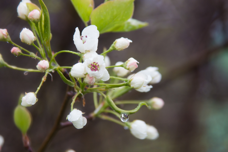 A variety of flowers can be spotted on the nature trails.