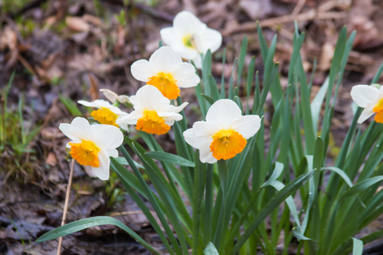 Daffodils are scattered in the Alice Moore Sanctuary.
