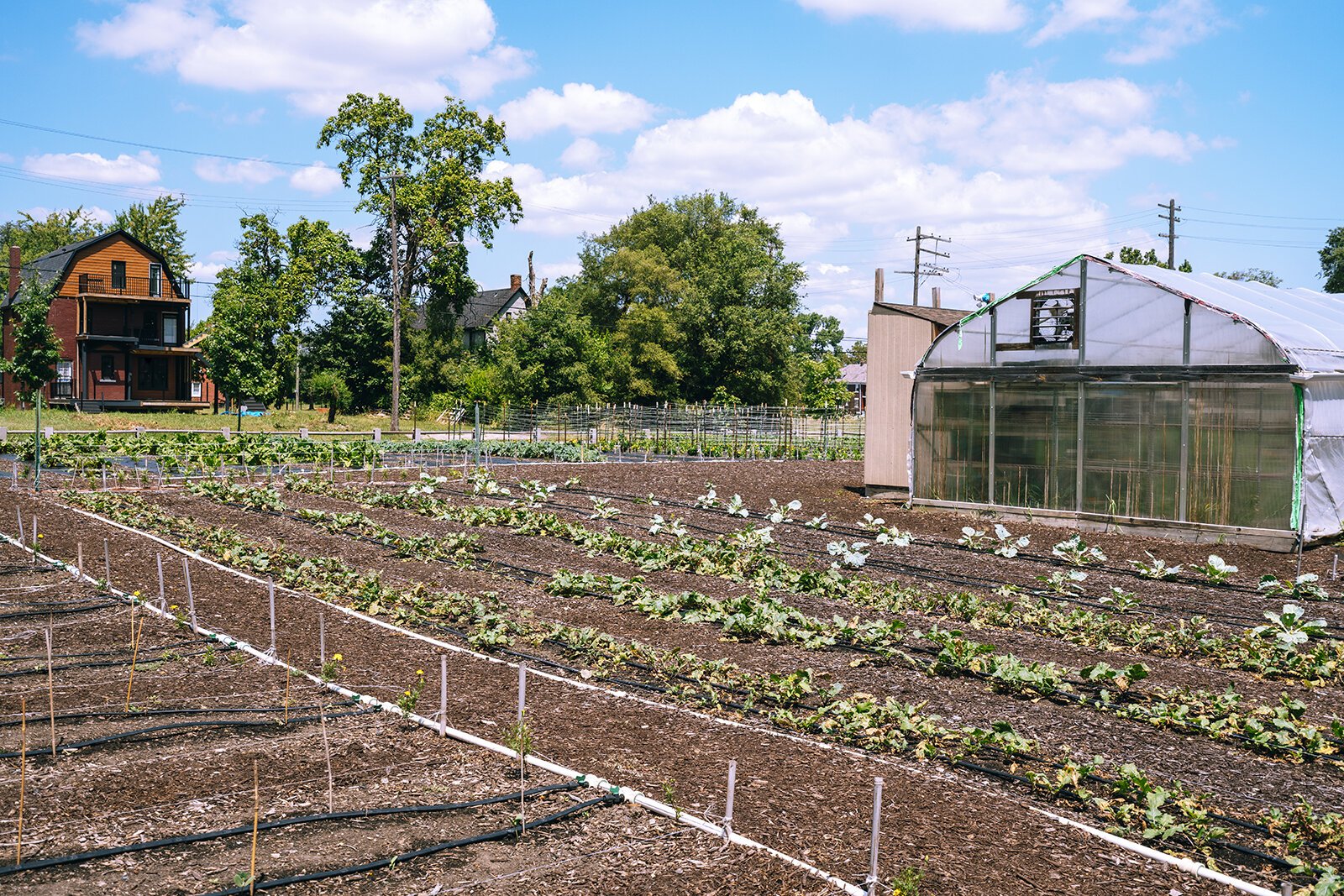 An urban garden in Detroit.