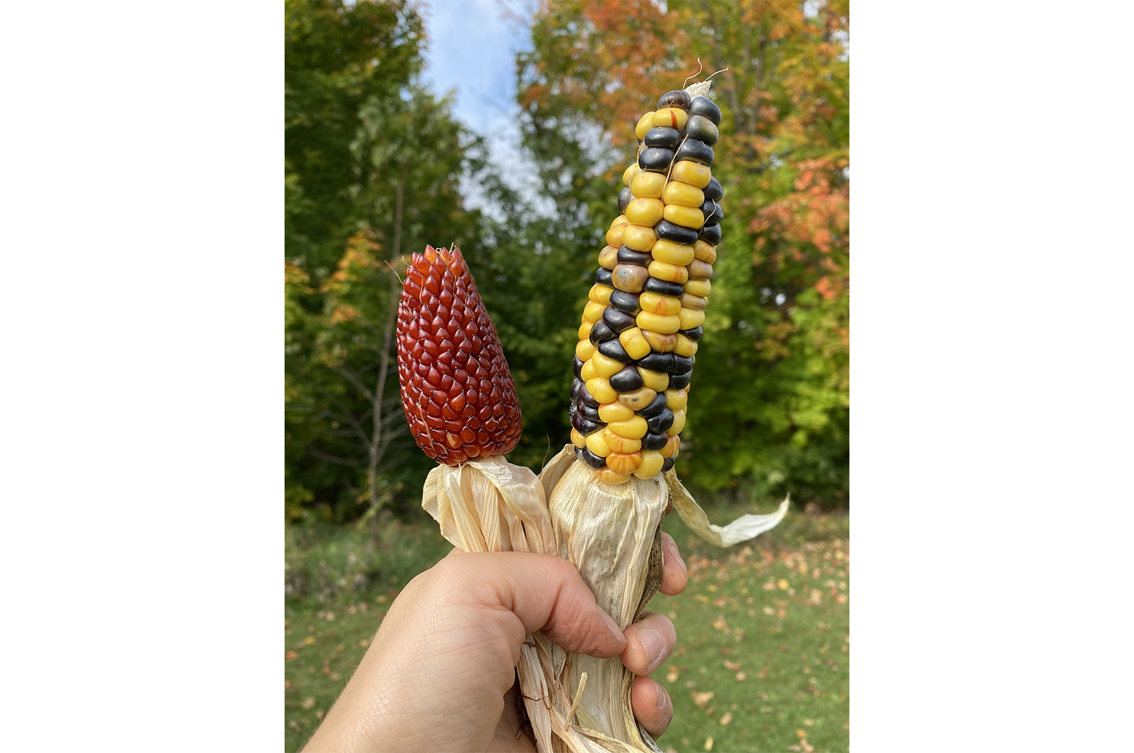 Corn from the Three Sisters Garden in Buckley.