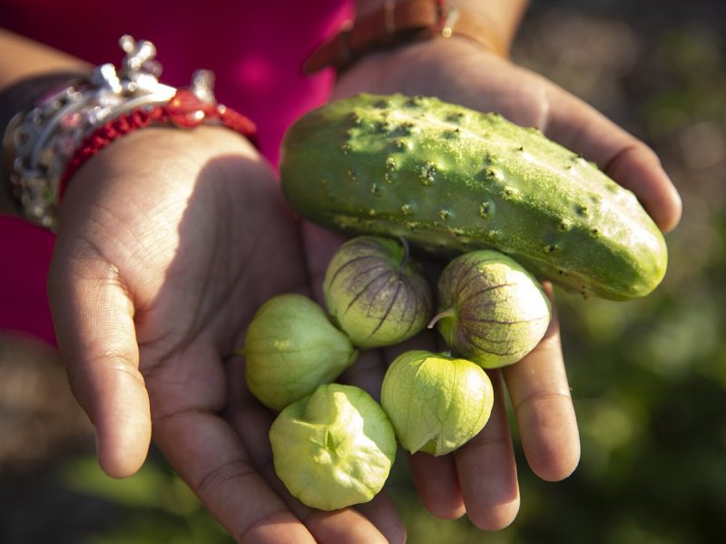 Produce from the Youth Mentor Garden at Marquette Park in Wyoming, Mich.