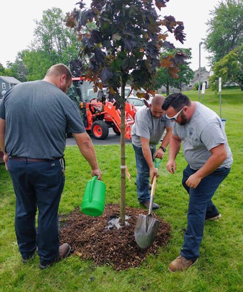 The Parks Department working to plant a tree.