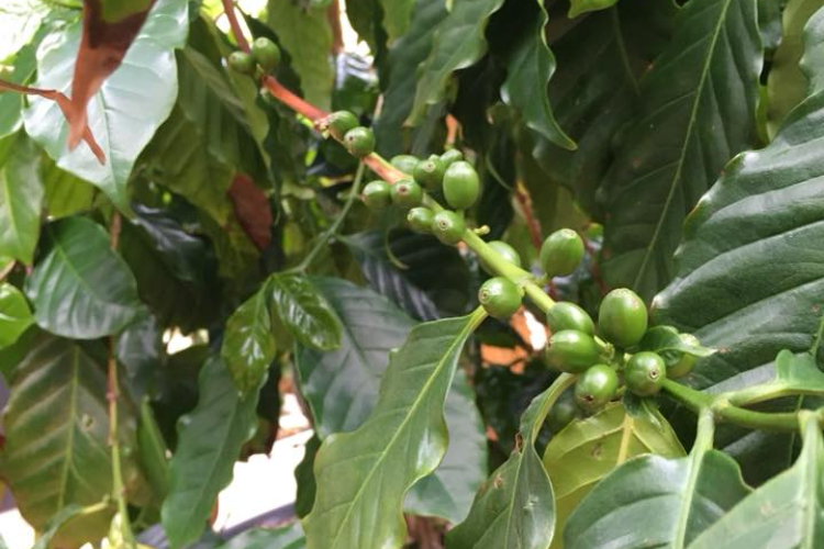 Luke Marion is growing his own coffee beans.